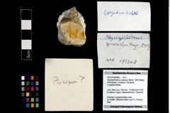 Foto (Objekt + Etikett) von Abyssophthalmus spinosus (Meyer, 1842)  (NHMW-GEO-2014-0194-0952)